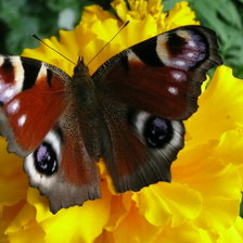 Схема вышивки «Павлиний глаз»