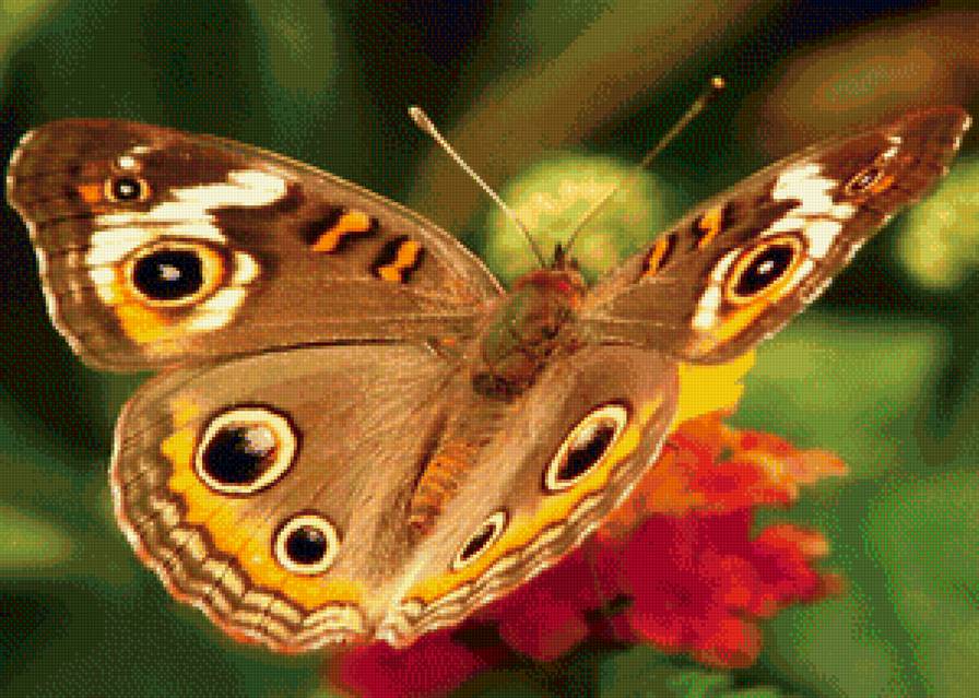 бабочка - природа, бабочки - предпросмотр