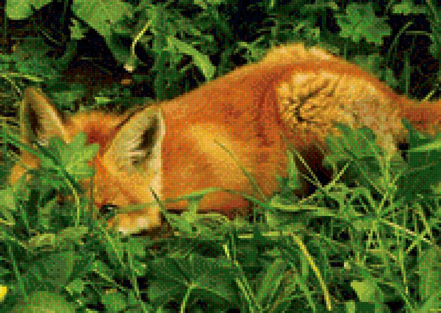 Лиса в засаде - охота, лисы - предпросмотр