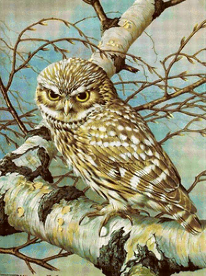 совушка-сова - сова, птицы, природа - предпросмотр