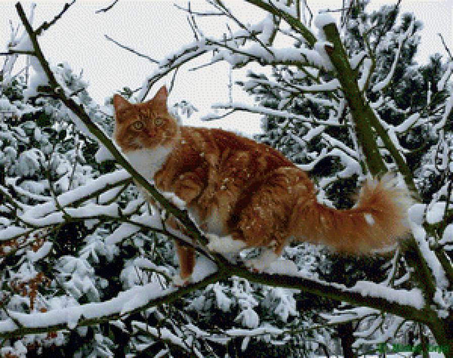 рыжий котик 2 - кошки - предпросмотр