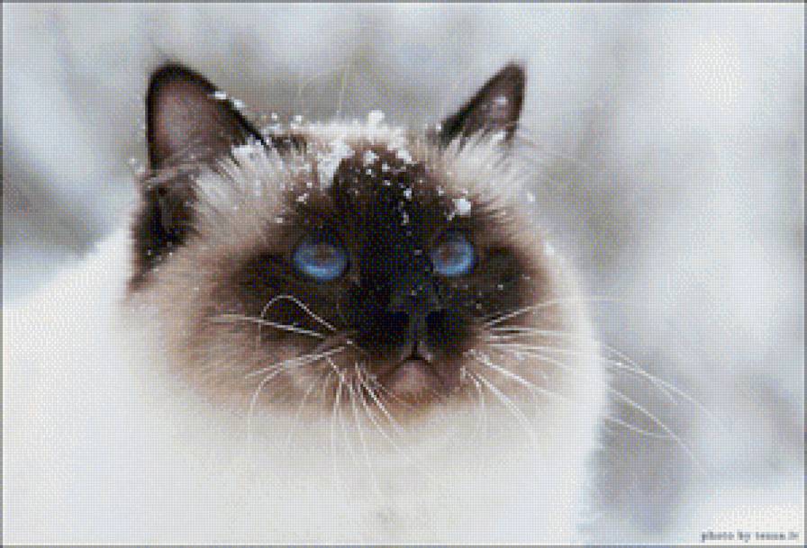 голубоглазый сиам - кошки - предпросмотр