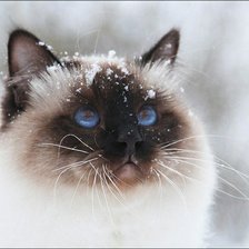 Схема вышивки «голубоглазый сиам»