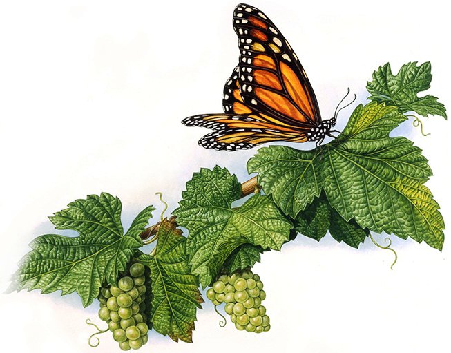 Виноград - насекомые, фрукты, на кухню, бабочка - оригинал