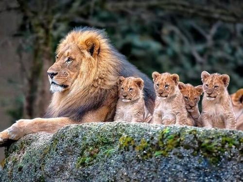 львы - животные, кошки - оригинал