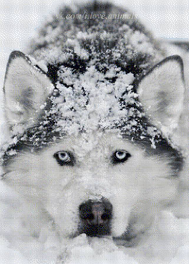 хаски - собаки, животные - предпросмотр