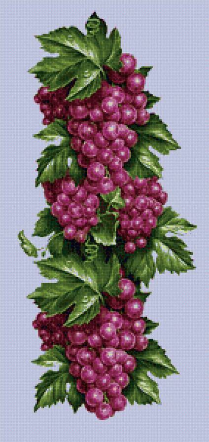 виноград - виноград, панель, для кухни - предпросмотр