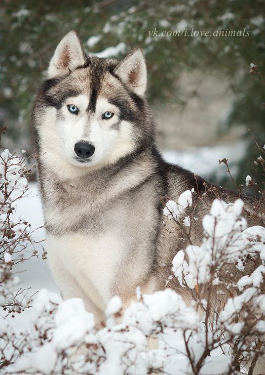 хаски - собаки, животные - оригинал