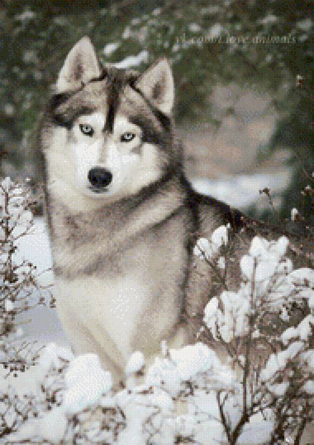 хаски - собаки, животные - предпросмотр