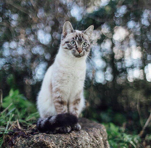 кот - животные, кошки - оригинал