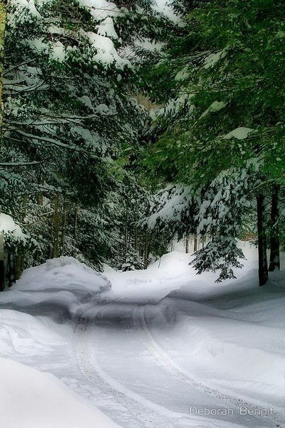 зиму в лесу - зима, природа, лес, снег - оригинал