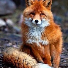 Схема вышивки «Лисица»