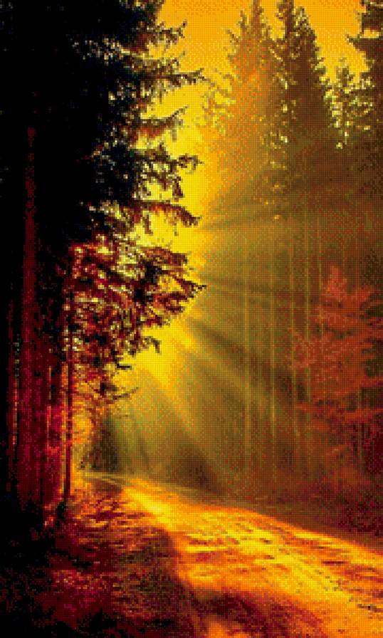 лесная тропинка - пейзаж, солнце, природа, лес - предпросмотр