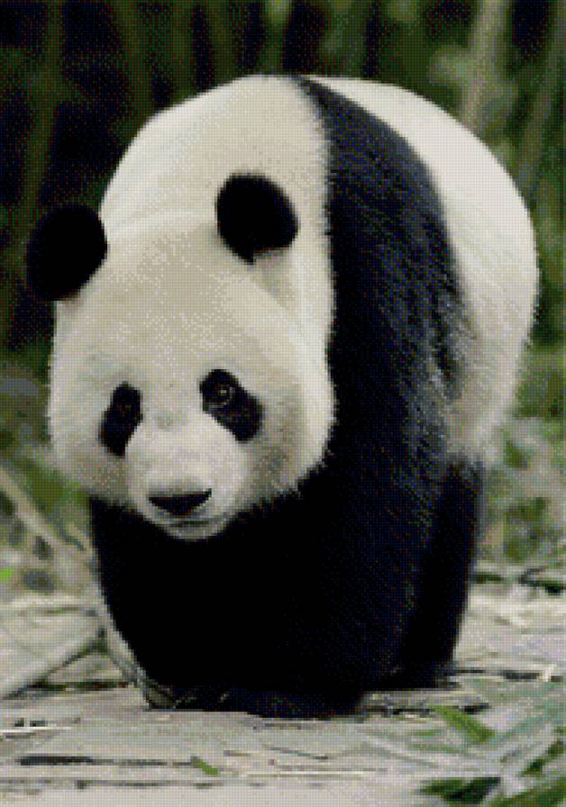 панда - животные, мишки - предпросмотр