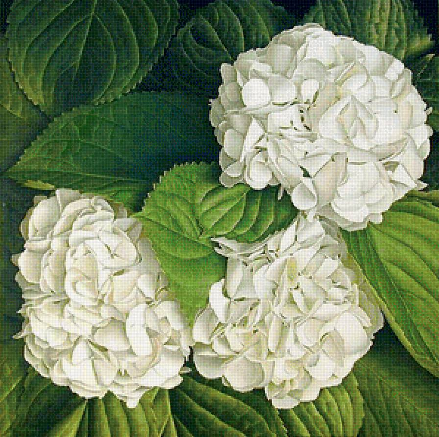 белые цветы - белые цветы, гортензия - предпросмотр