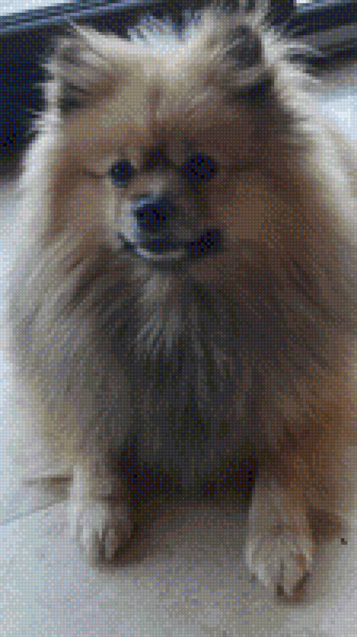 dog - предпросмотр