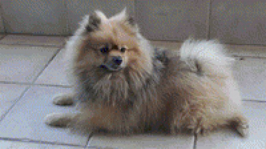 DOG - предпросмотр