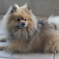 Схема вышивки «DOG»