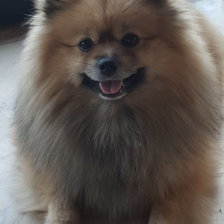 Схема вышивки «DOOG»