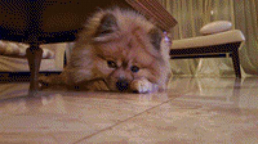 dolar - предпросмотр