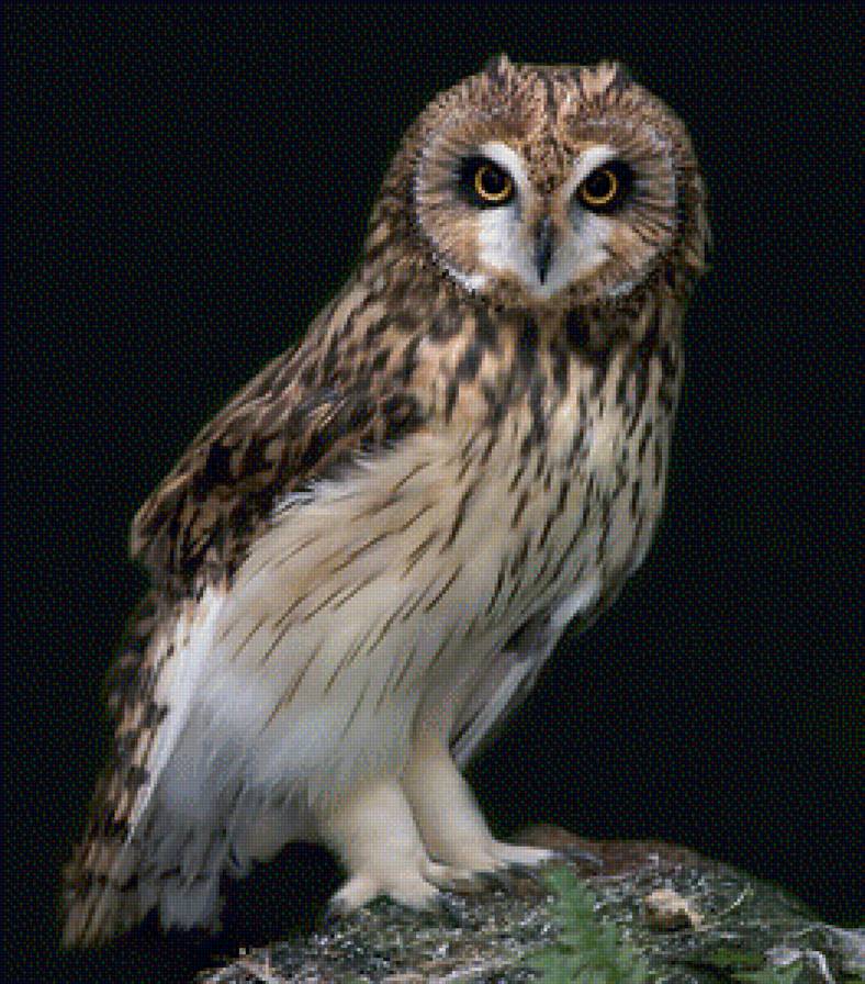 сова - сова, природа, животные - предпросмотр