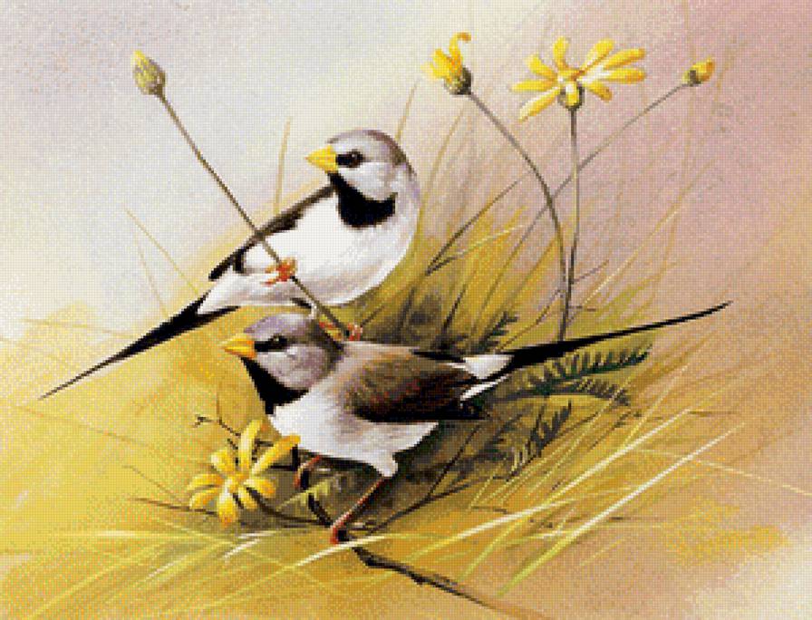 птички - природа, птицы - предпросмотр