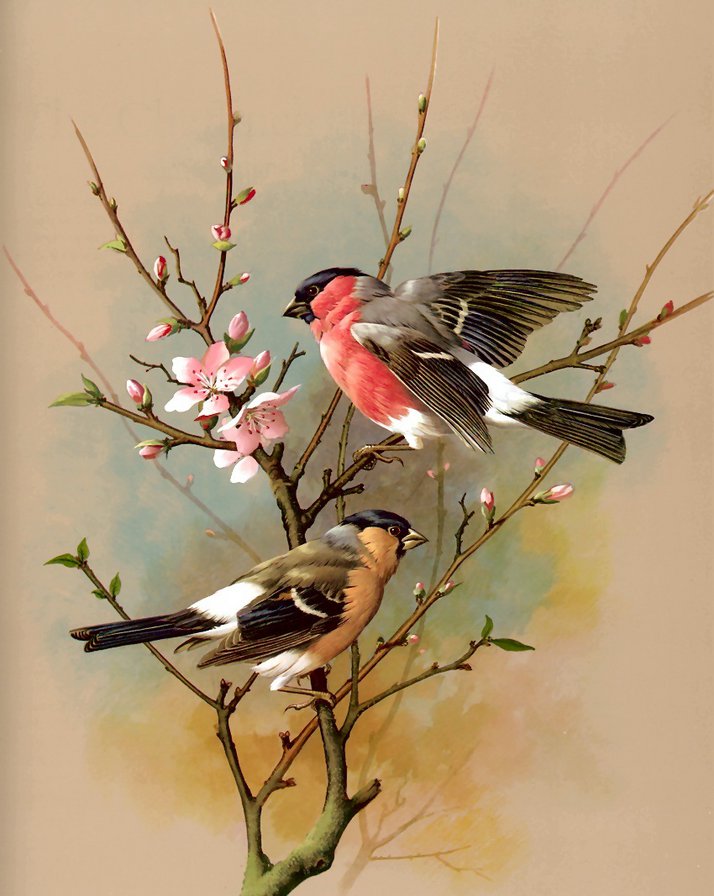 птички - природа, птицы - оригинал