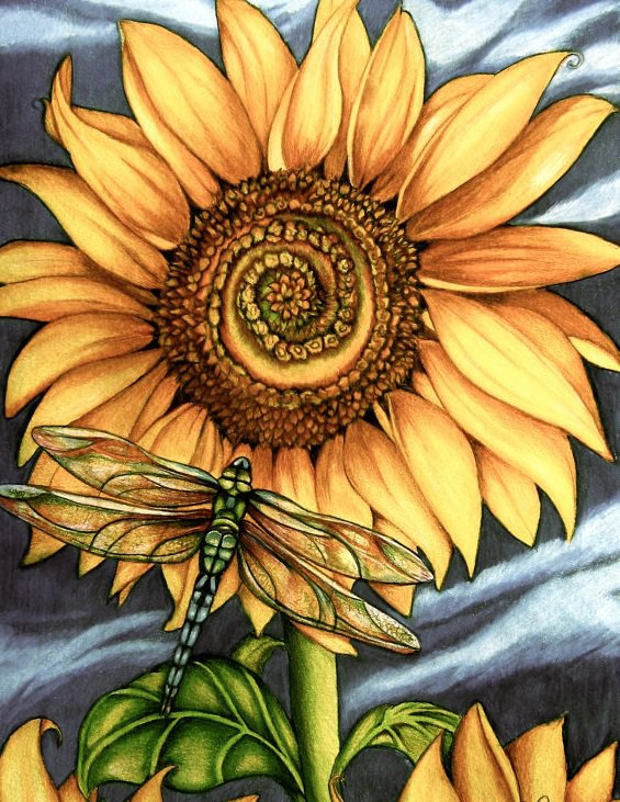 Стрекоза на подсолнухе - подсолнух, цветок, цветы, солнце, стрекоза - оригинал