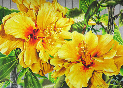 Желтые цветы - желтые цветы, живопись, букет, цветы - оригинал