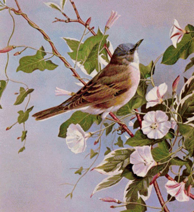 пташка - природа, птицы - предпросмотр