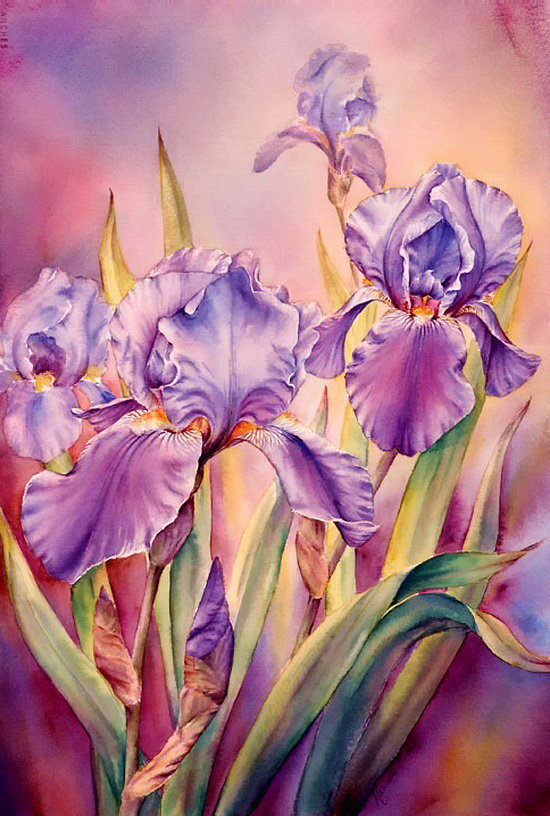 ирисы - цветы - оригинал