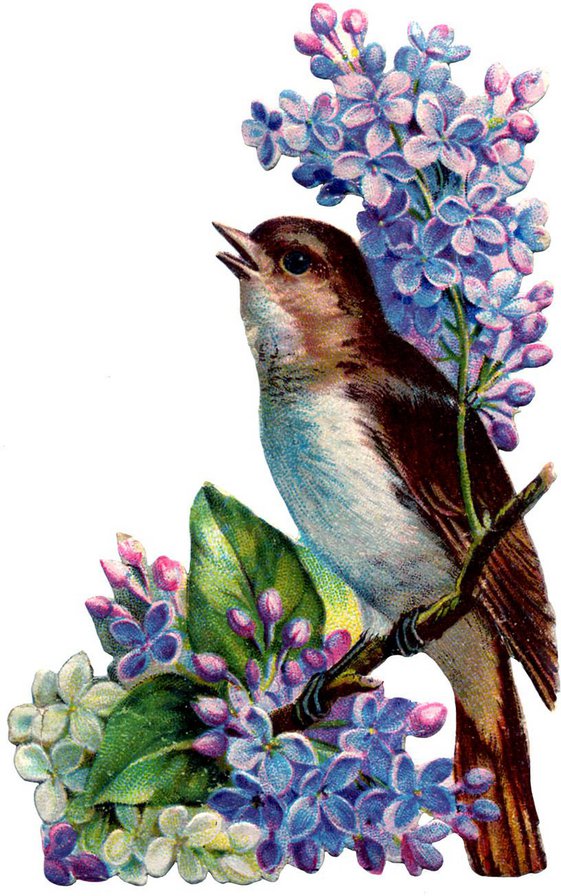 ласточка на ветке - ласточка - оригинал