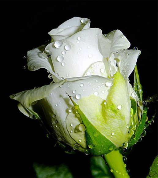 белая роза - цветы, розы - оригинал