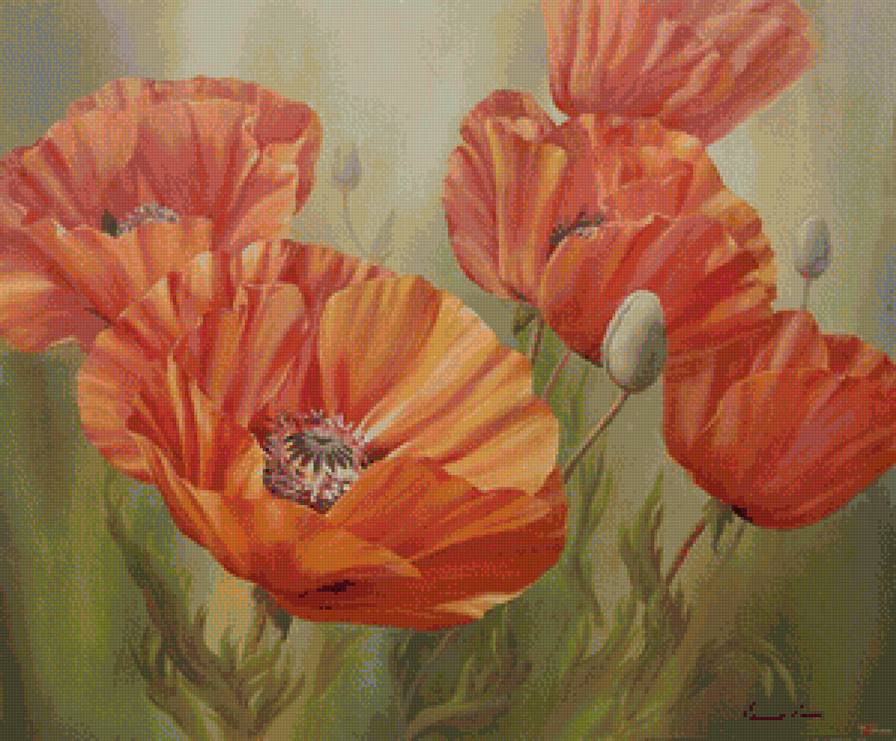 красные маки - предпросмотр