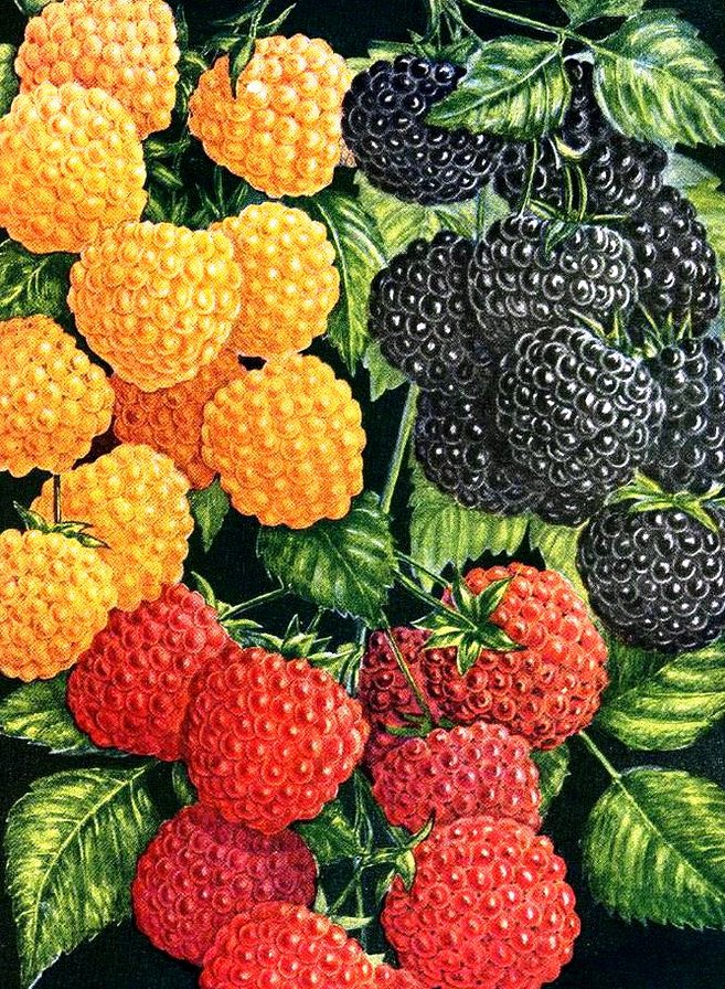 Малина - на кухню, ягода, ягоды - оригинал