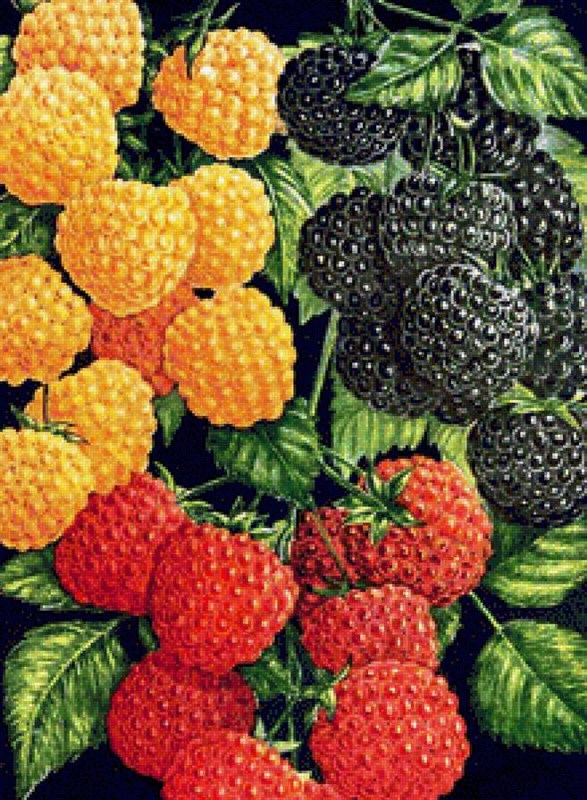 Малина - ягоды, на кухню, ягода - предпросмотр