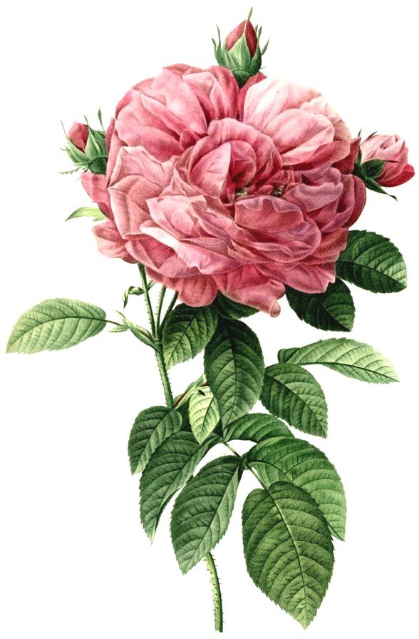 Винтажная роза на белом фоне 11 - винтаж, красные розы, цветок, роза, пьер-жозеф редуте, ретро - оригинал