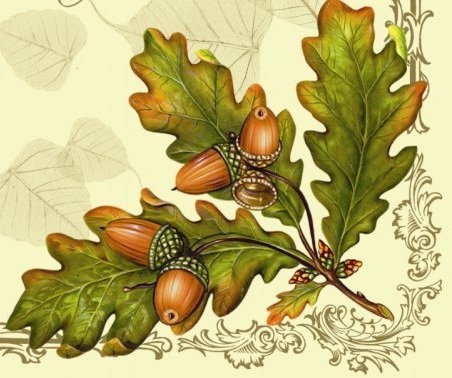 Желуди - листья, натюрморт, желуди, дуб - оригинал