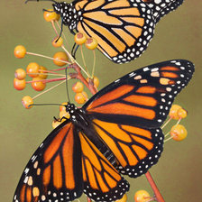 Оригинал схемы вышивки «Бабочки» (№1162953)