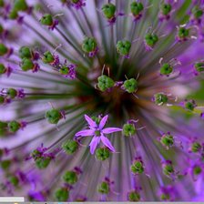 Схема вышивки «цветы»