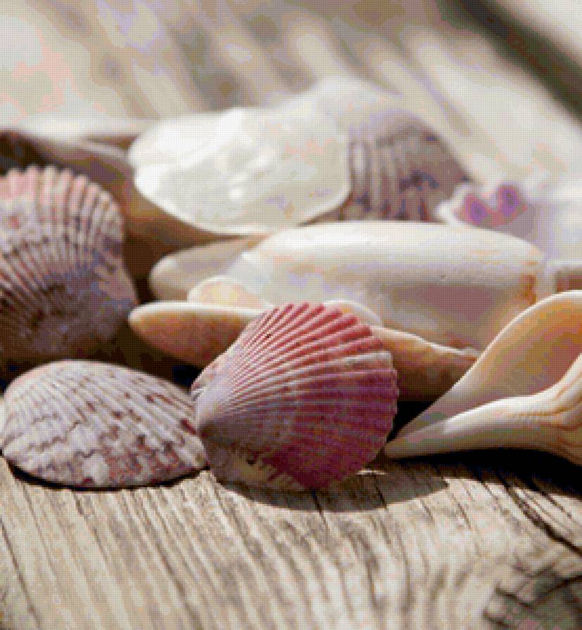 море - море. ракушки - предпросмотр