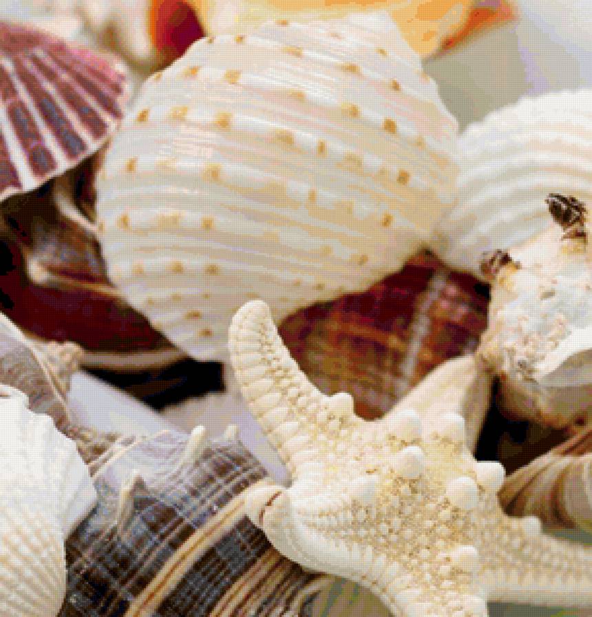 море - море. ракушки - предпросмотр