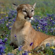 Схема вышивки «звери»