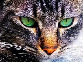 котейка с зелеными глазами - кот, зеленые глаза - оригинал