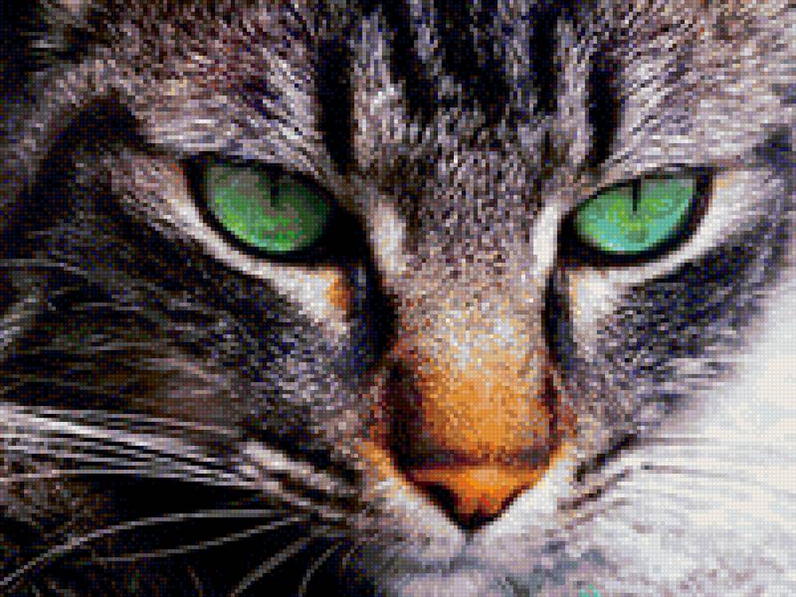 котейка с зелеными глазами - кот, зеленые глаза - предпросмотр