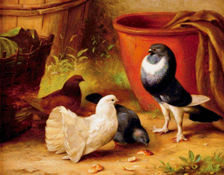 голуби - птицы, природа - предпросмотр