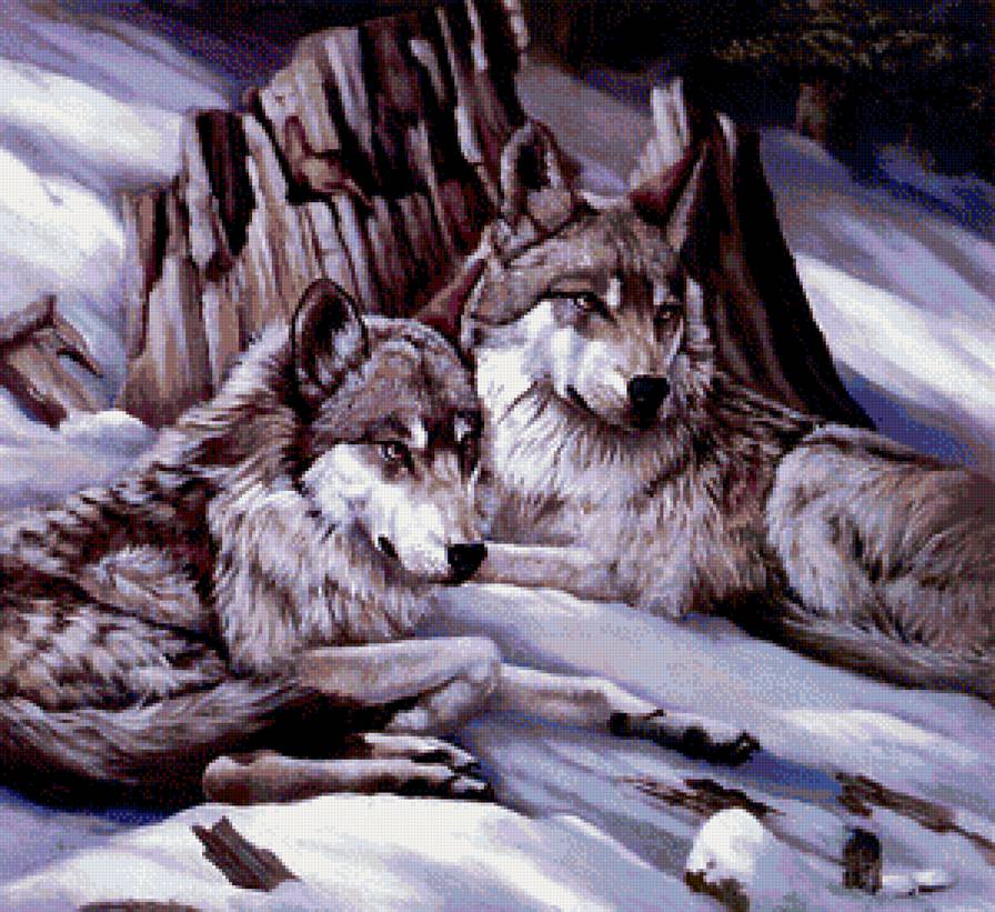 волки - волки, природа, звери - предпросмотр