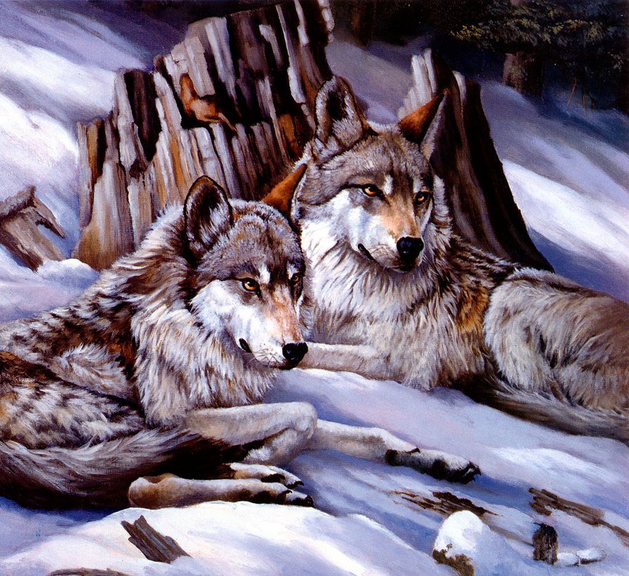 волки - звери, природа, волки - оригинал