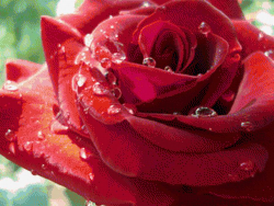 роса - цветы - предпросмотр