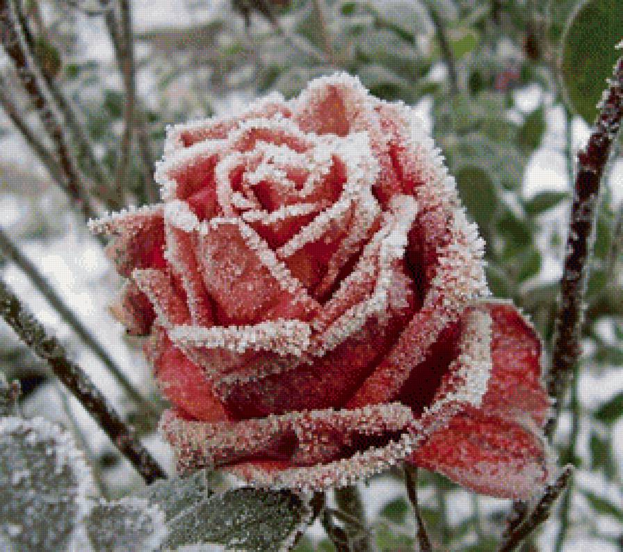 роза зимой - цветы, розы, природа - предпросмотр